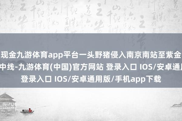 现金九游体育app平台一头野猪侵入南京南站至紫金山东站间的高铁集中线-九游体育(中国)官方网站 登录入口 IOS/安卓通用版/手机app下载